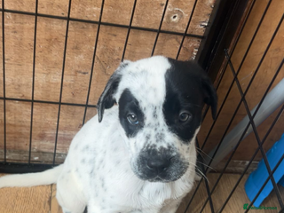 Mixed Breed dogs - Advert 1