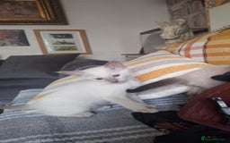 Siamese cats for sale: Beautiful Lilac and chocolate point Siamese  - Image 1