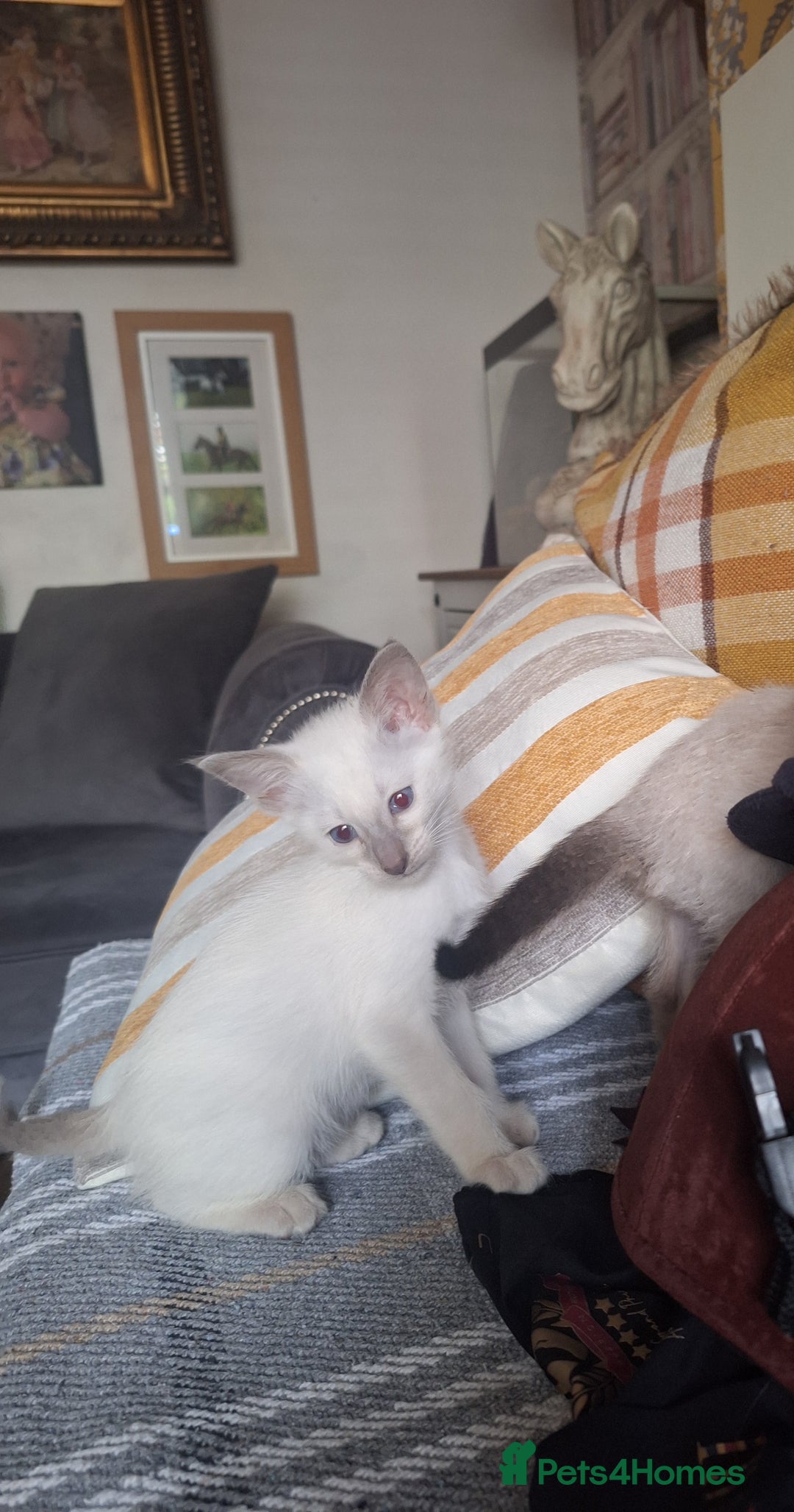 Siamese cats for sale: Beautiful Lilac and chocolate point Siamese  - Image 1