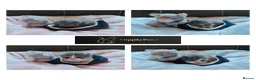 British Shorthair cats for sale: GCCF REGISTERED CHUNKY BRITISH SHORTHAIR KITTENS  - Advert 1