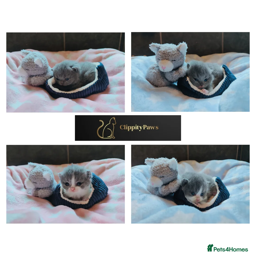 British Shorthair cats for sale: GCCF REGISTERED CHUNKY BRITISH SHORTHAIR KITTENS  - Advert 1