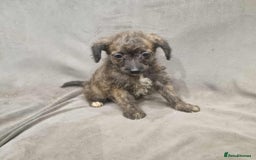 Jackapoo dogs for sale: Absolutely adorable jackapoo puppies  - Advert 3