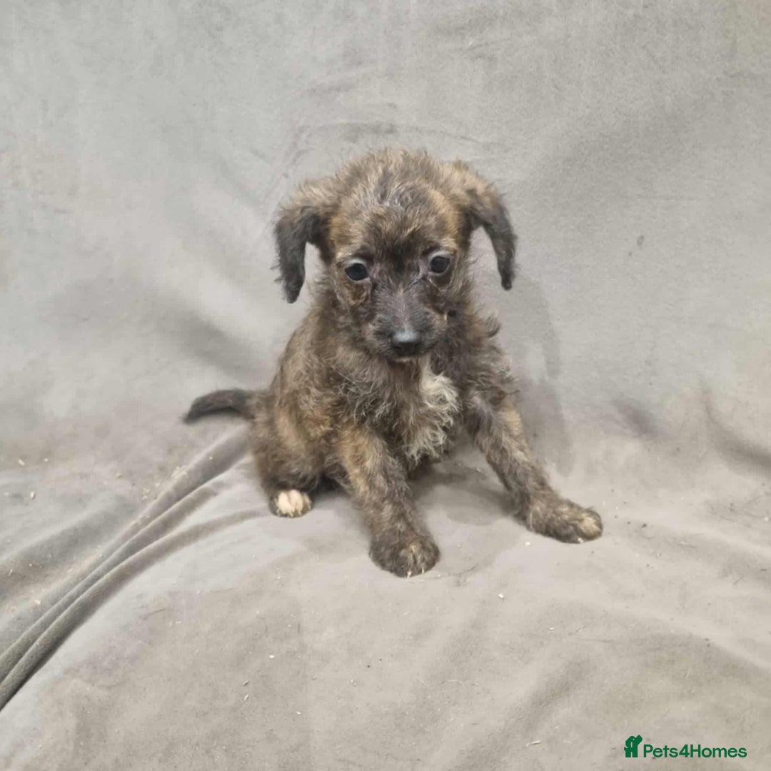 Jackapoo dogs for sale: Absolutely adorable jackapoo puppies  - Advert 3