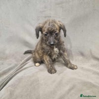 Jackapoo dogs Absolutely adorable jackapoo puppies - Advert 1