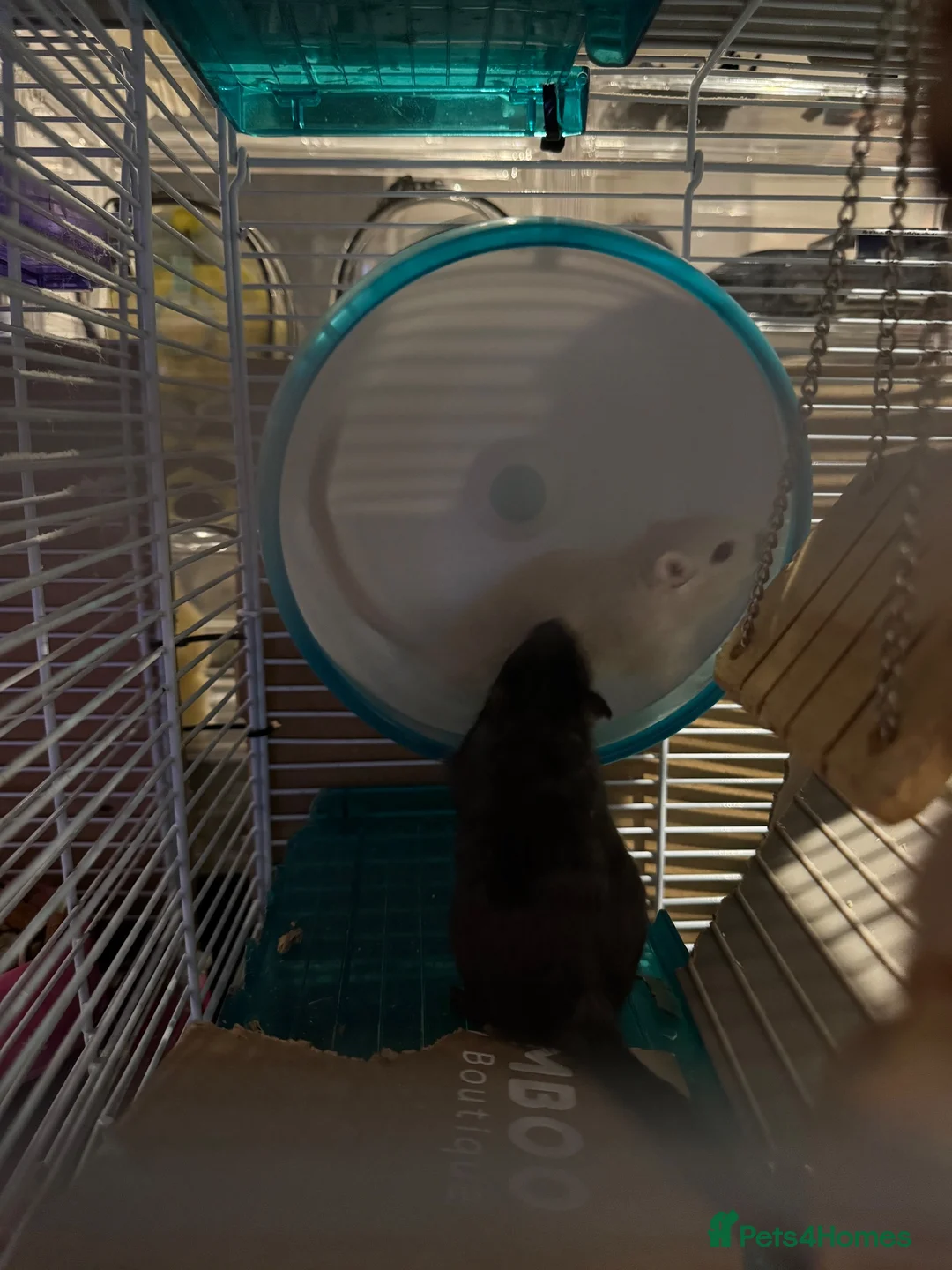 Gerbil rodents for sale: 2 Female gerbils looking for a home - Advert 2