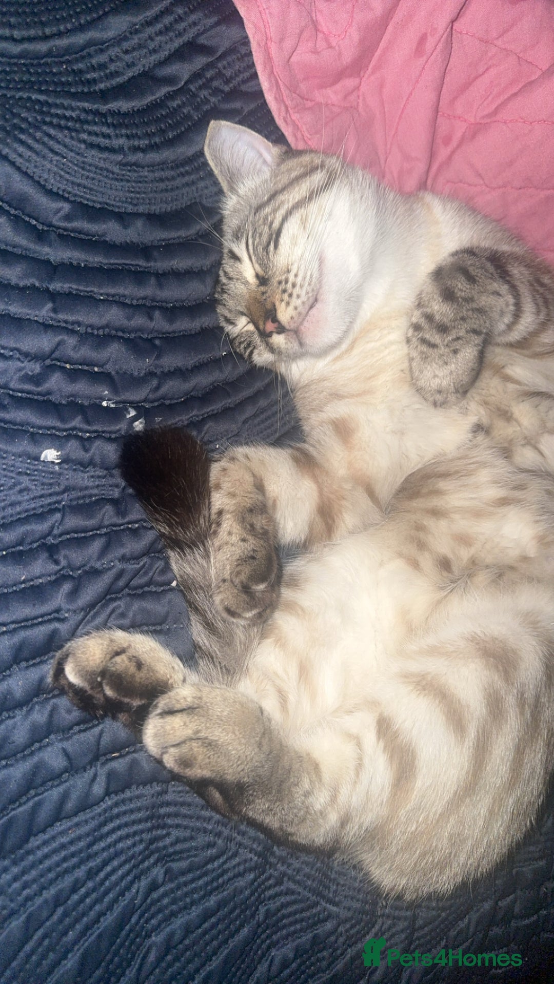 Bengal cats for sale: Beautiful boy  - Image 1
