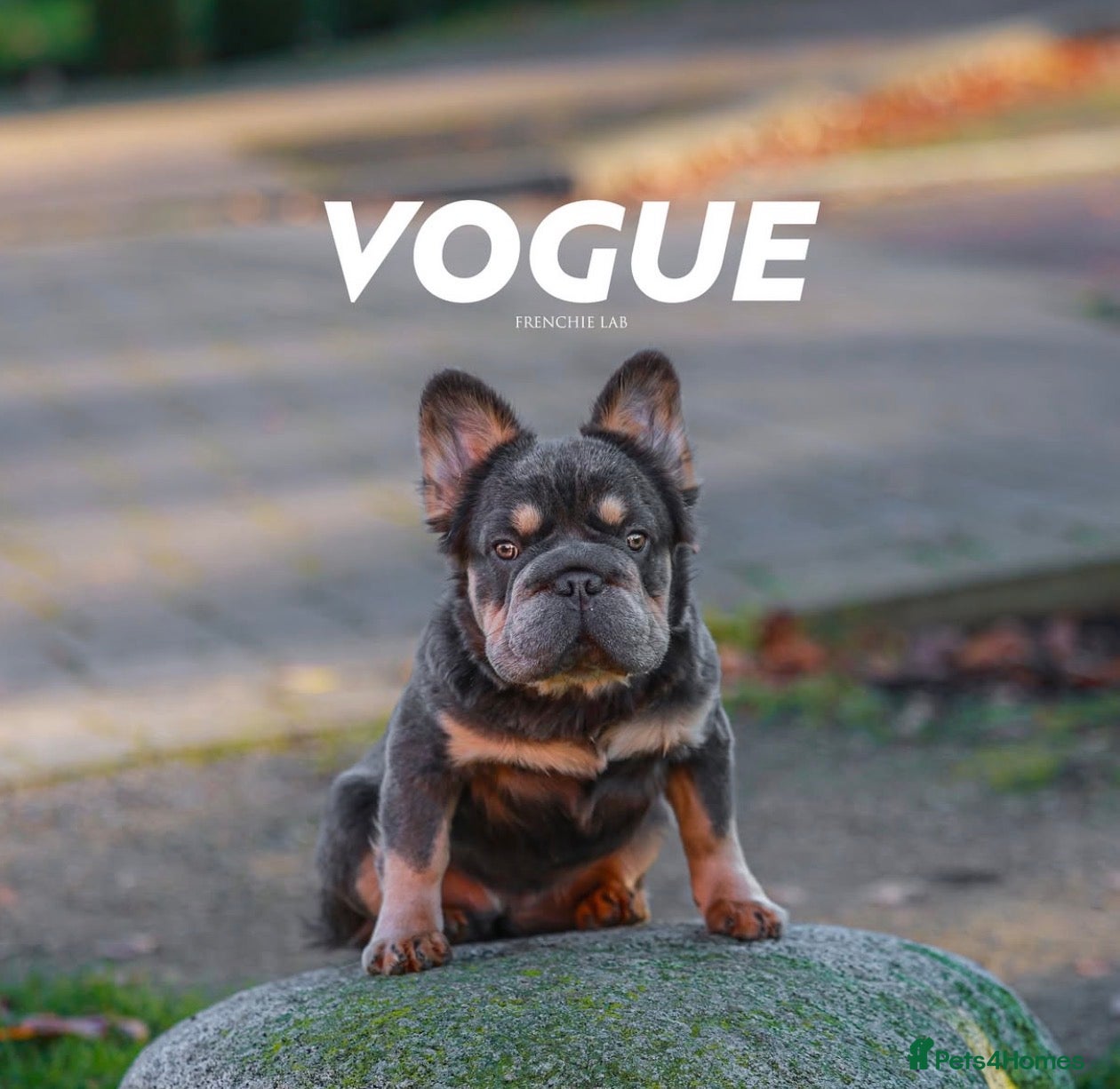 French Bulldog dogs Fluffy Big rope Frenchie in Milton Keynes - Advert 2