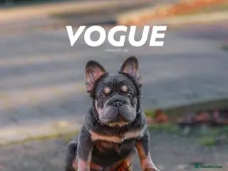 French Bulldog dogs Fluffy Big rope Frenchie in Milton Keynes - Advert 2