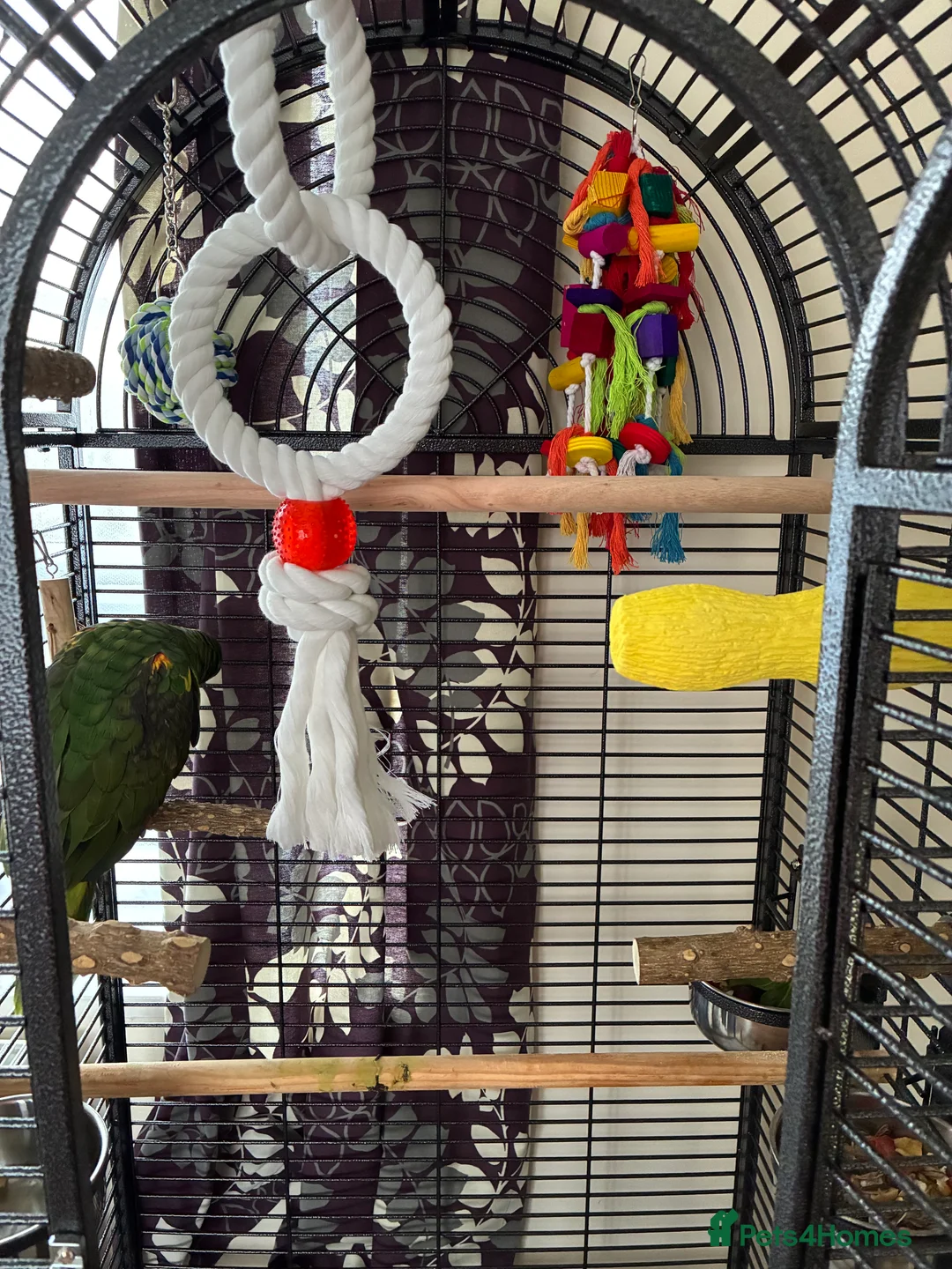 Parrots birds for sale: Blue fronted Amazon young - Advert 6