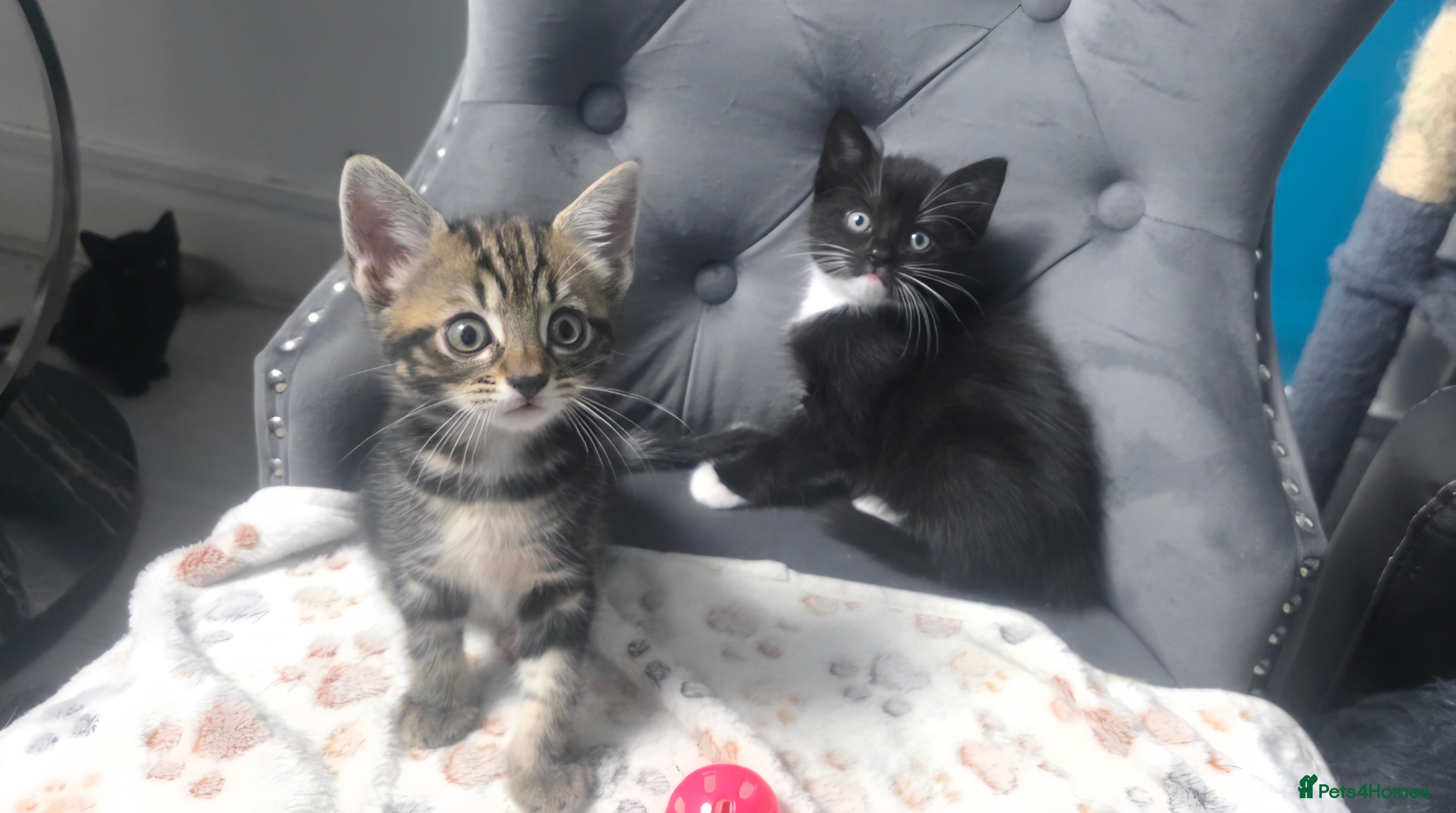 Mixed Breed cats 4 lovely kittens are looking for forever home  - Advert 2