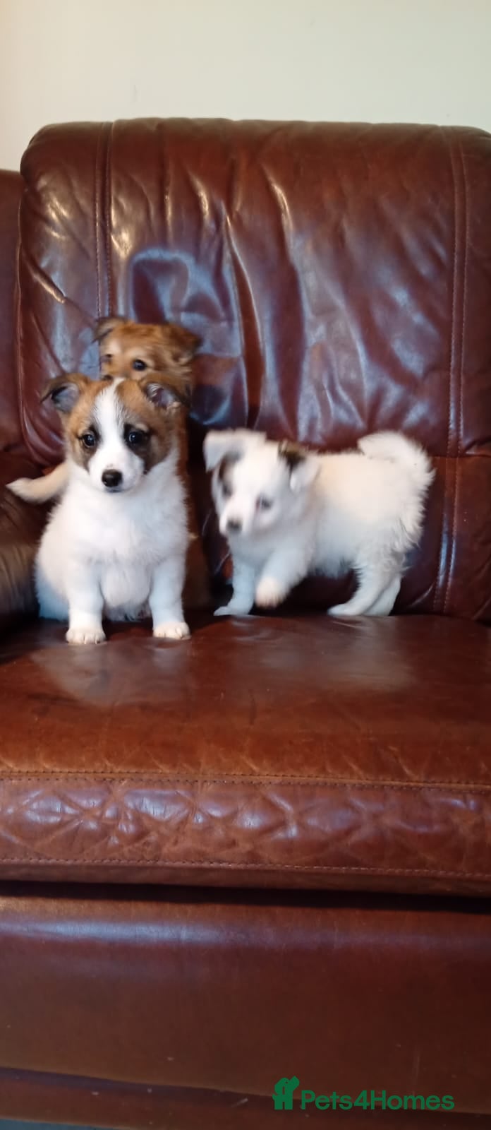 Pomapoo dogs 1 boy pomapoo puppy left ! - Advert 1
