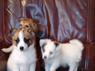 Pomapoo dogs 1 boy pomapoo puppy left ! - Advert 6