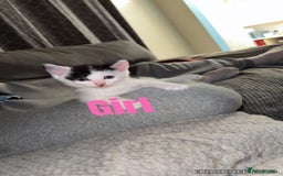 British Shorthair cats for sale: I have 5 beautiful cuddly kittens left  - Image 2