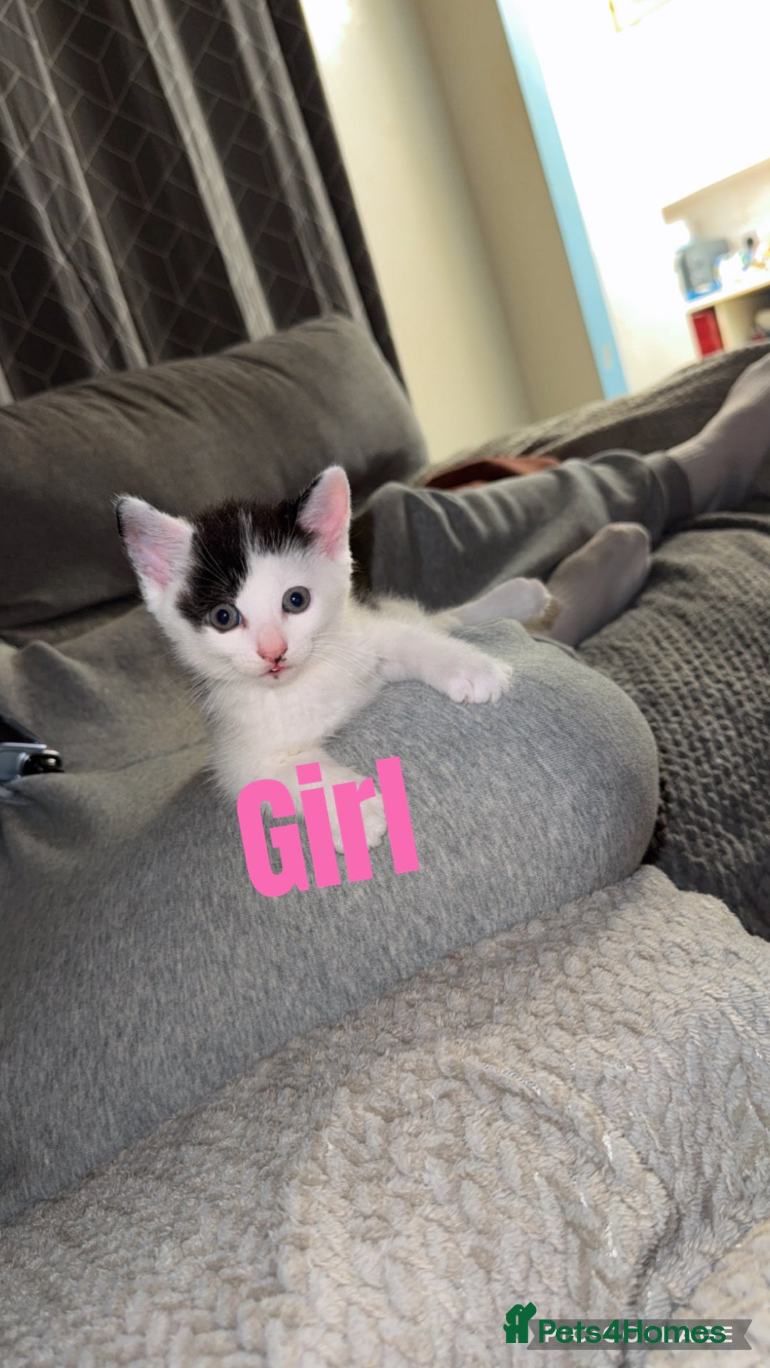 British Shorthair cats for sale: I have 5 beautiful cuddly kittens left  - Image 2