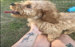 Cavapoo dogs for sale: Last beautiful boy health checked 🥰 - Image 6