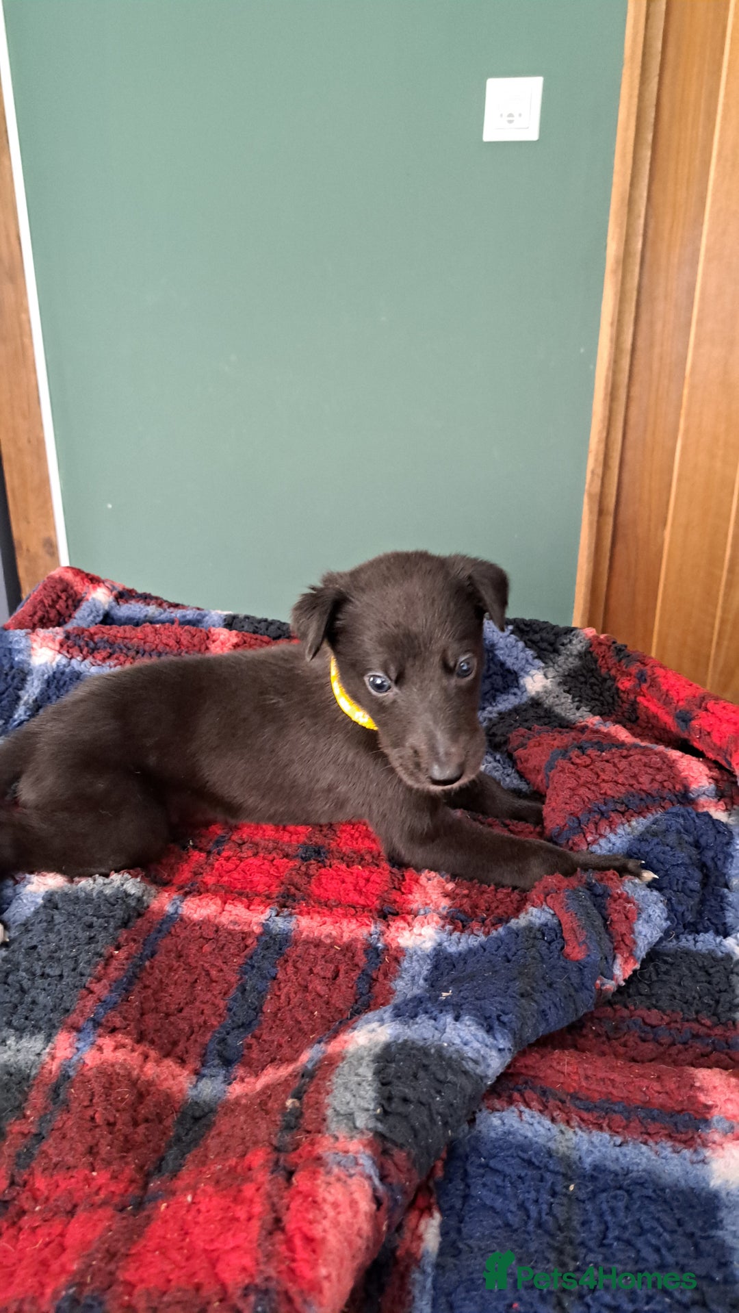 Greyhound dogs for sale: Irish Greyound Puppies  - Image 5