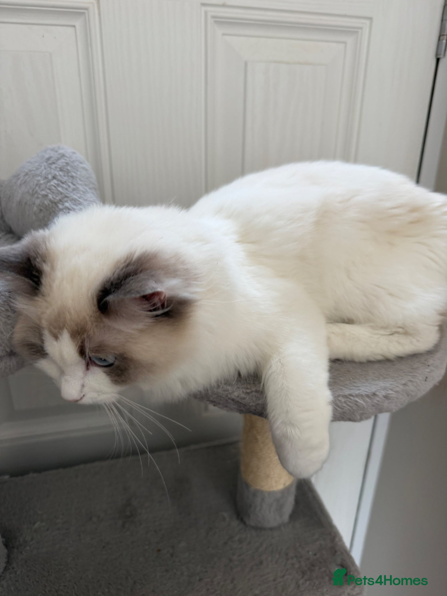 Ragdoll cats 7 Months Old Ragdoll  - Advert 2