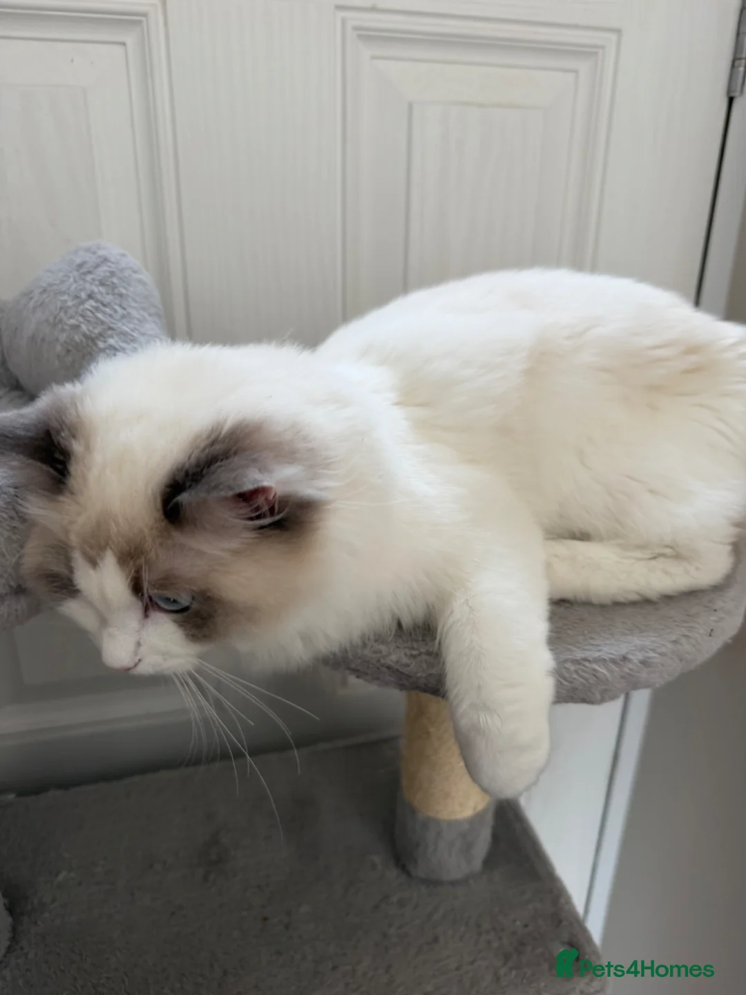 Ragdoll cats for sale: 7 Months Old Ragdoll  - Advert 2
