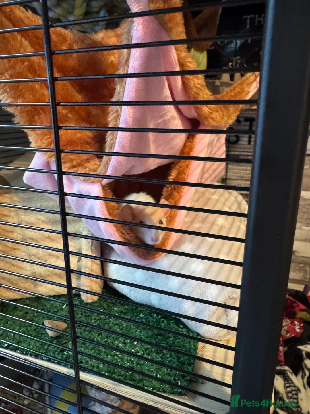 Rat rodents for sale: Three Male Dwarf Rats in Bristol - Advert 2