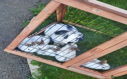 English Lop rabbits for sale: Lop rabbits  - Image 5