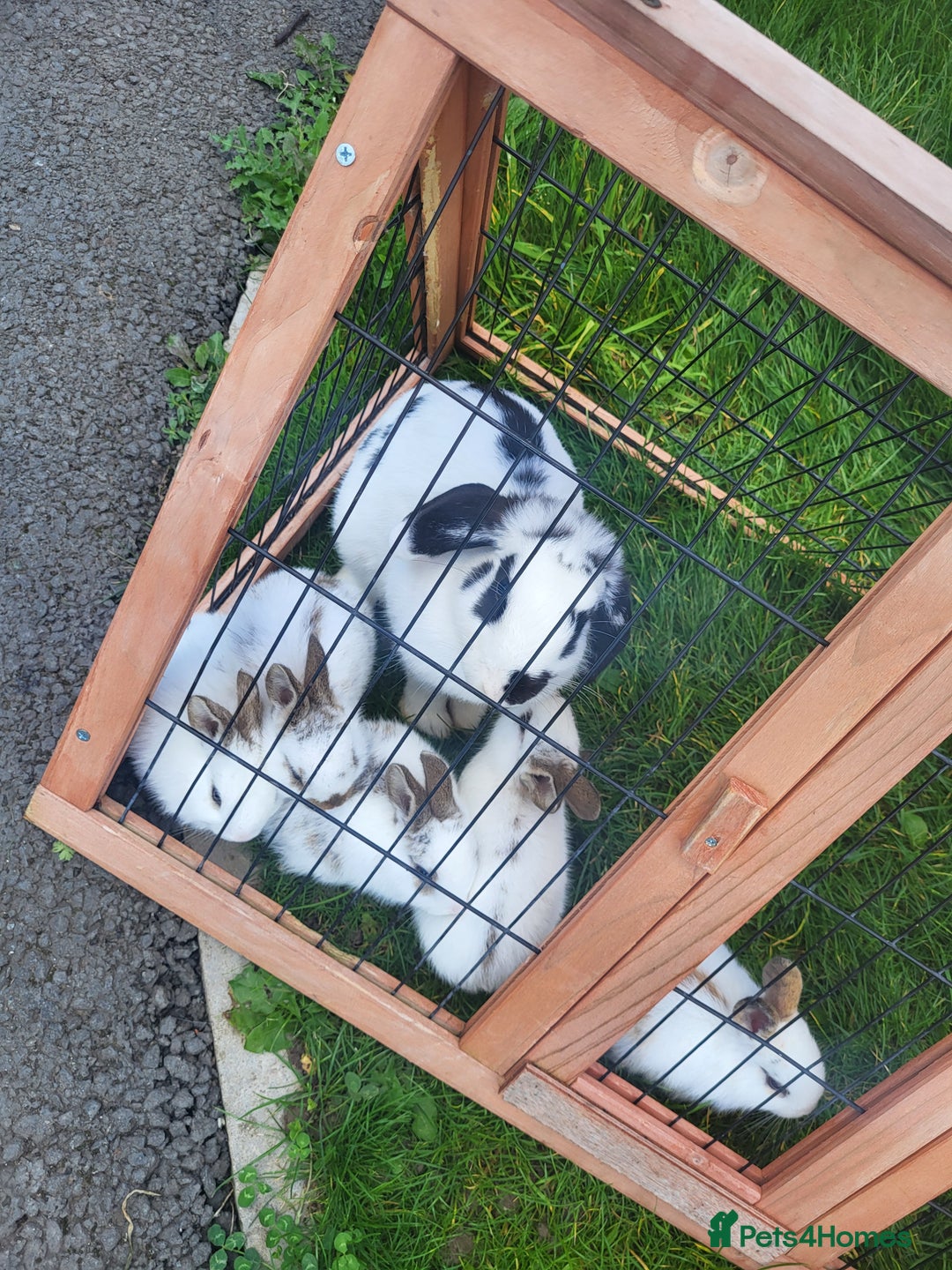 English Lop rabbits for sale: Lop rabbits  - Image 5