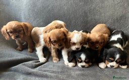 King Charles Spaniel dogs for sale: King Charles cavalier puppies 3 girls 4 boys - Advert 5