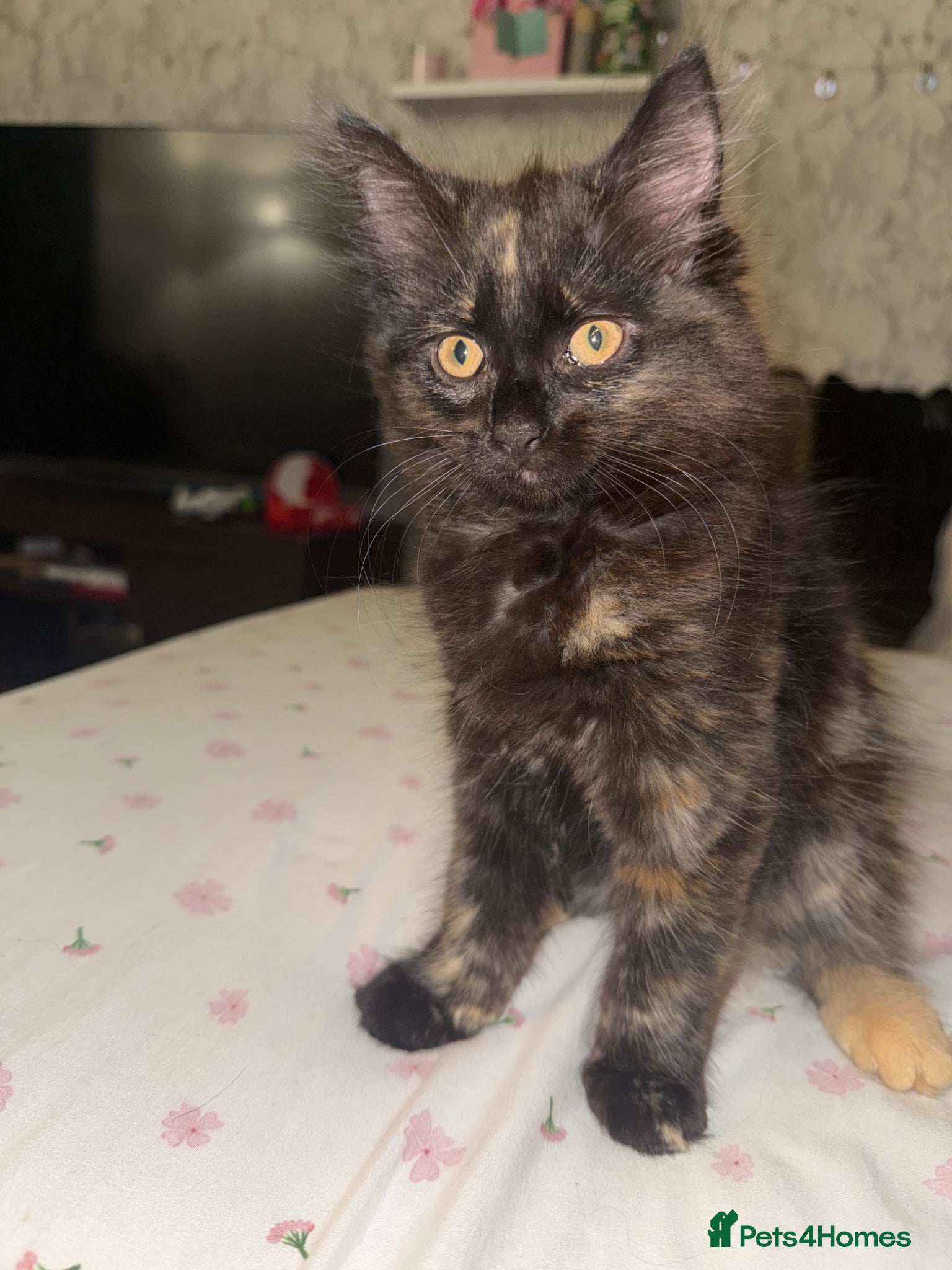 Mixed Breed Kitten 1