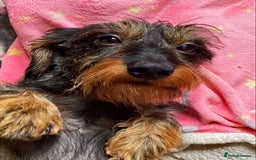 Miniature Dachshund dogs for stud: MINIATURE WIREHAIRED DACHSHUND STUD *PROVEN**KC ** in Manchester - Image 9