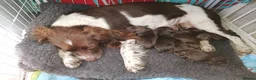 Sprocker dogs for sale: Sproker spaniel pups  - Advert 16