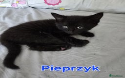 Domestic Shorthair cats for sale: Cute kittens for new home - Image 19