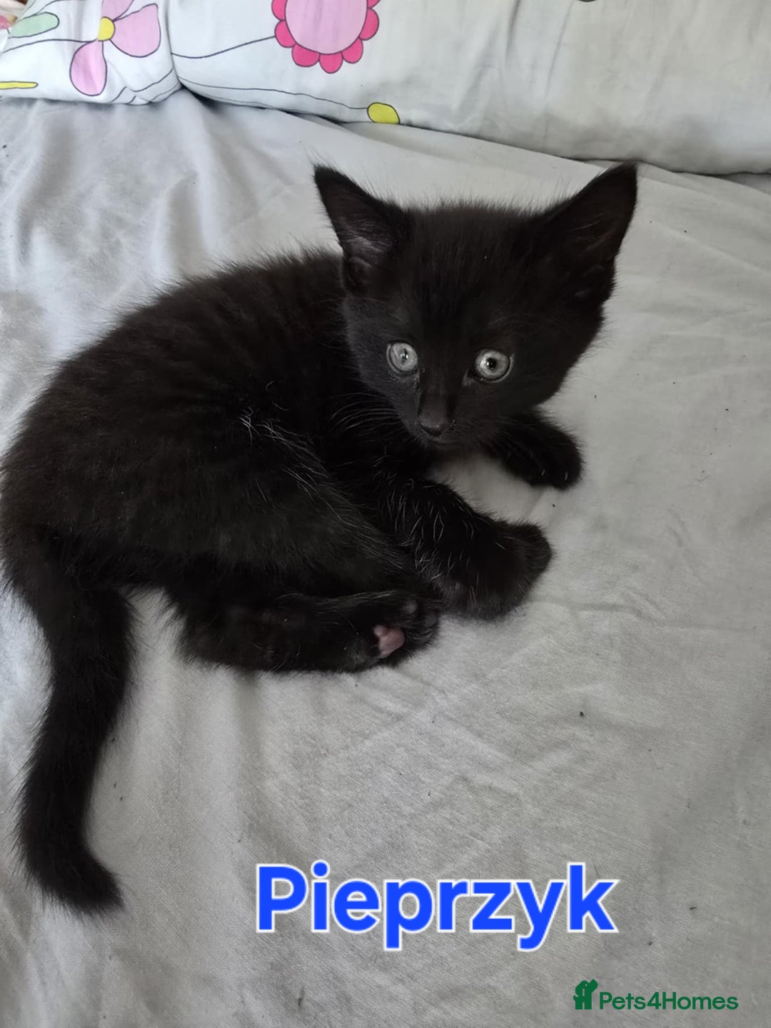 Domestic Shorthair cats for sale: Cute kittens for new home - Image 19