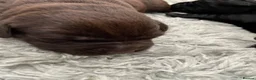Labrador Retriever dogs for sale: 5 Adorable chunky puppies 🐶  - Advert 3