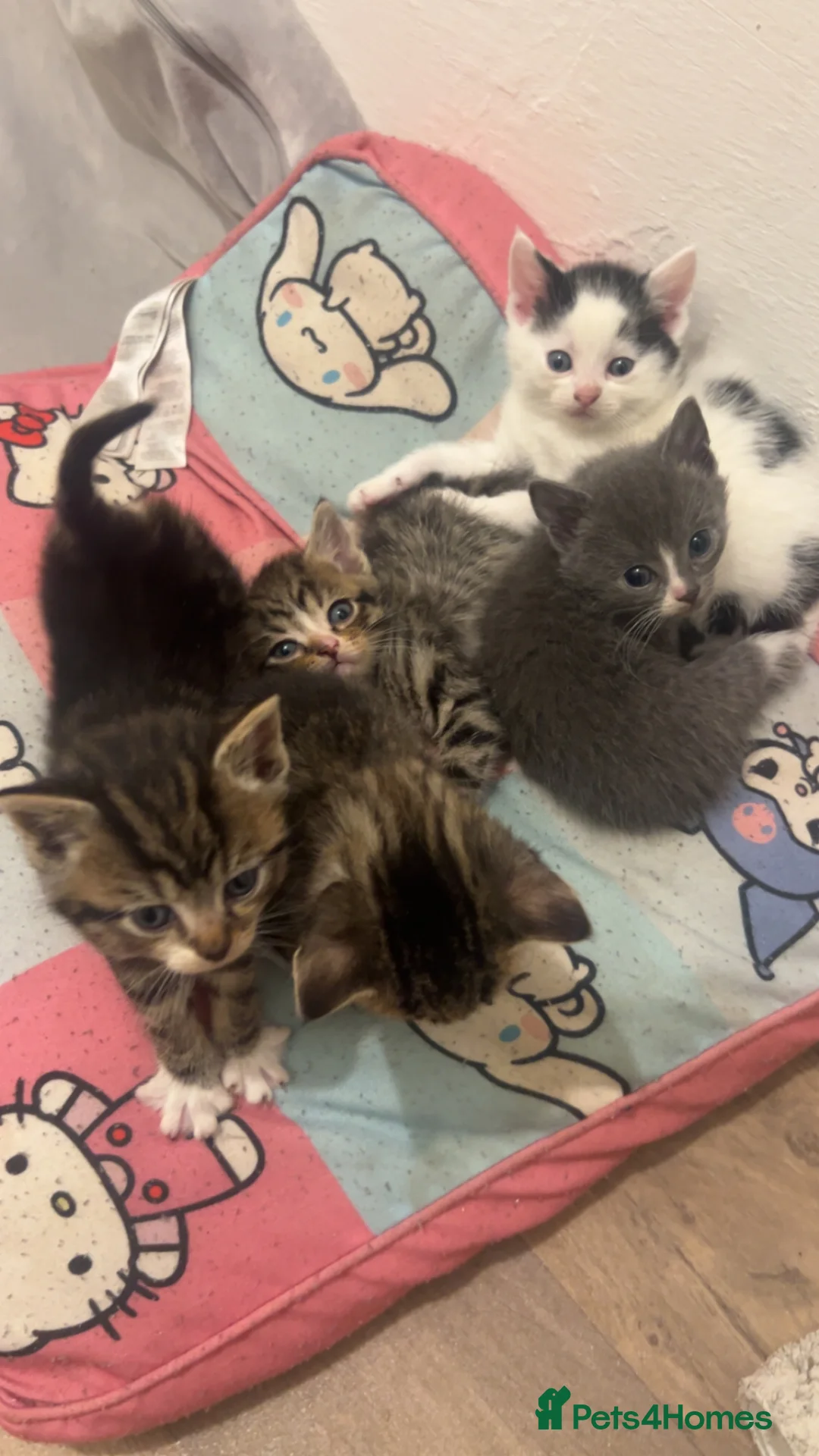 Mixed Breed cats for sale: 5 kittens  - Advert 2