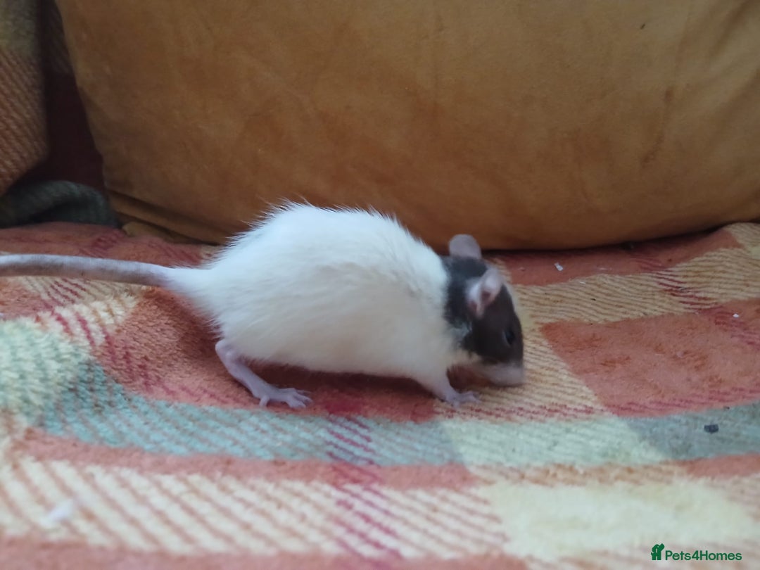 Rat rodents for sale: Female rats all living independently ready to go - Image 4