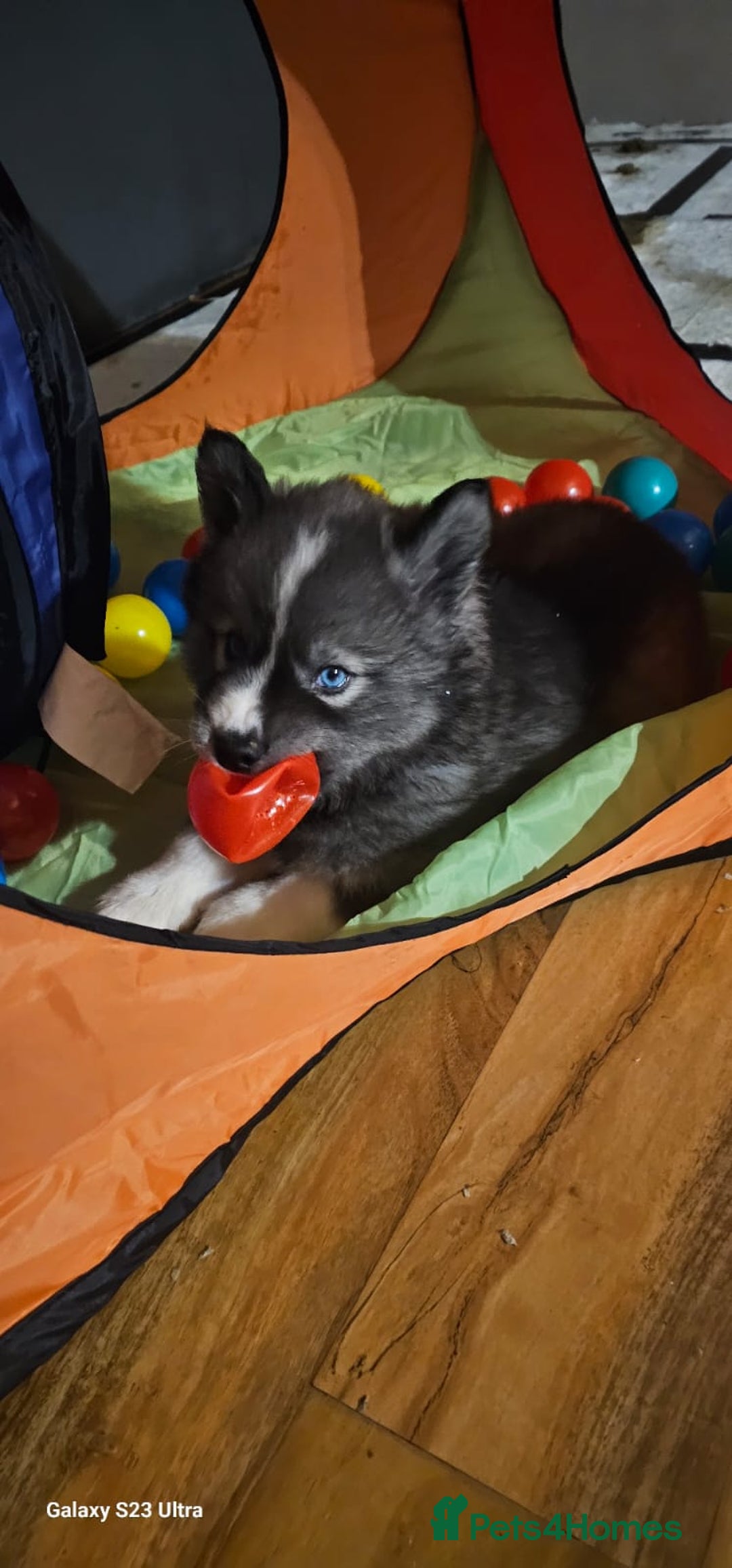 Siberian Husky dogs for sale: ready to go Wooly Siberian Husky - Image 15