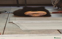 Pomeranian dogs for sale: KC registered  ** mall black Pomeranian Boys - Image 9