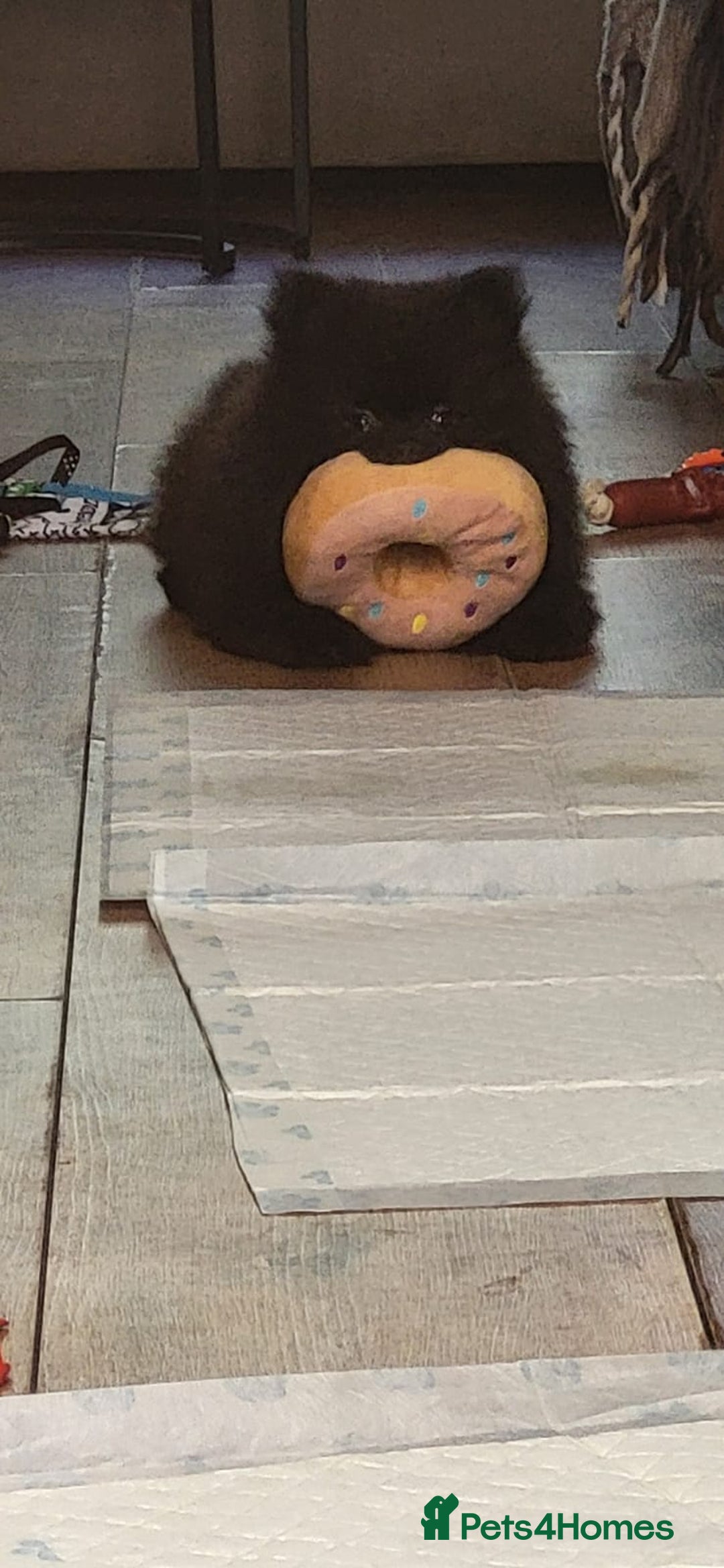 Pomeranian dogs for sale: KC registered  ** mall black Pomeranian Boys - Image 9