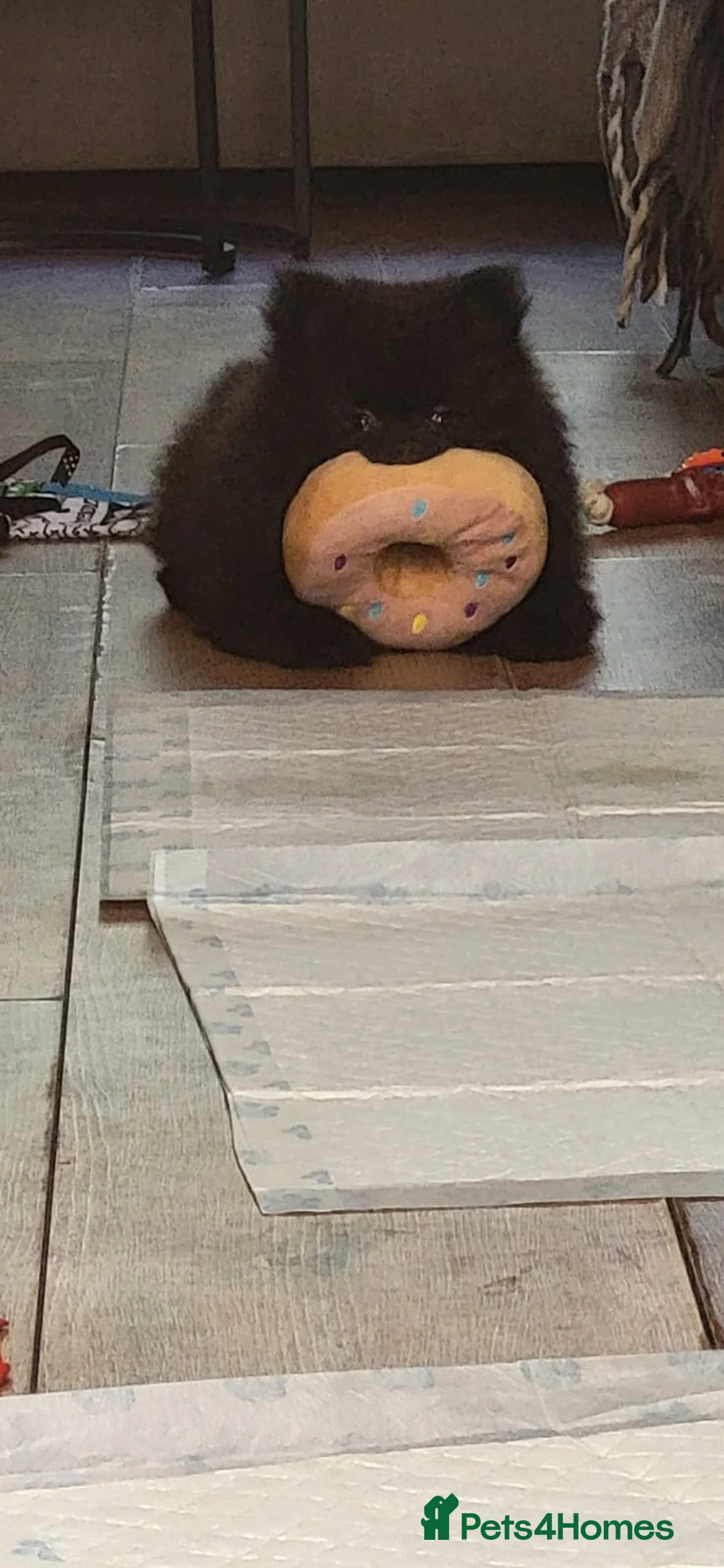 Pomeranian dogs for sale: KC registered  ** mall black Pomeranian Boys - Advert 9