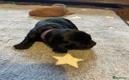 Cockapoo dogs for sale: Gorgeous cockapoo puppies F1B - Image 6