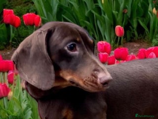 Miniature Dachshund dogs in Manchester - Advert 20