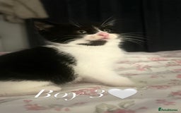 Mixed Breed cats for sale: Adorable Ragdoll/Domestic Kittens - Image 6