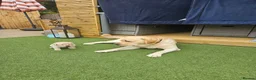 Labrador Retriever dogs for sale: Golden Labrador Puppies - Advert 6