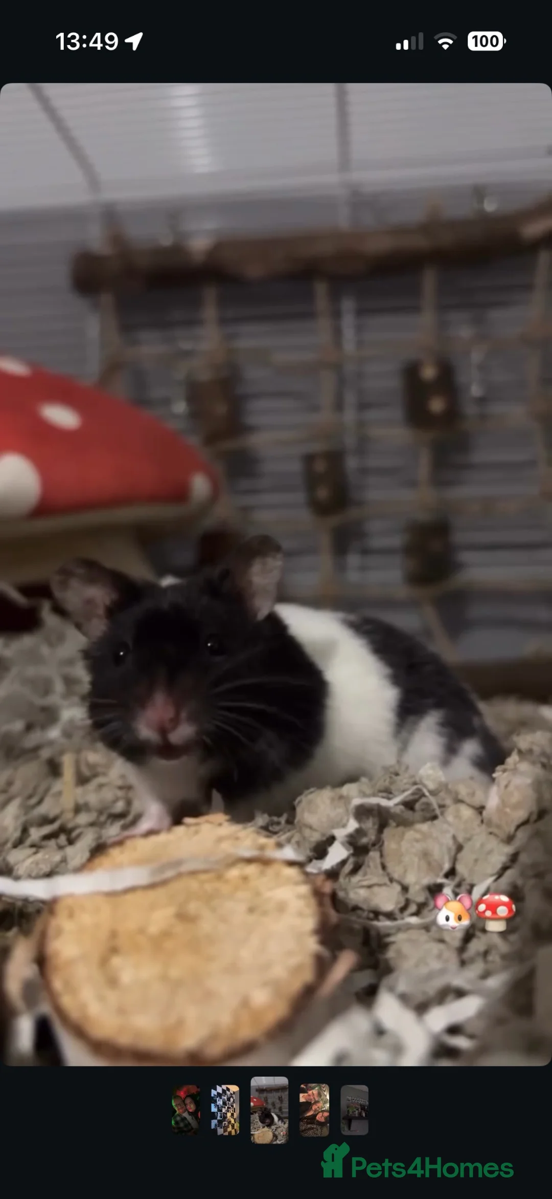 Hamster rodents for sale: Male Syrian Hamster - Advert 1