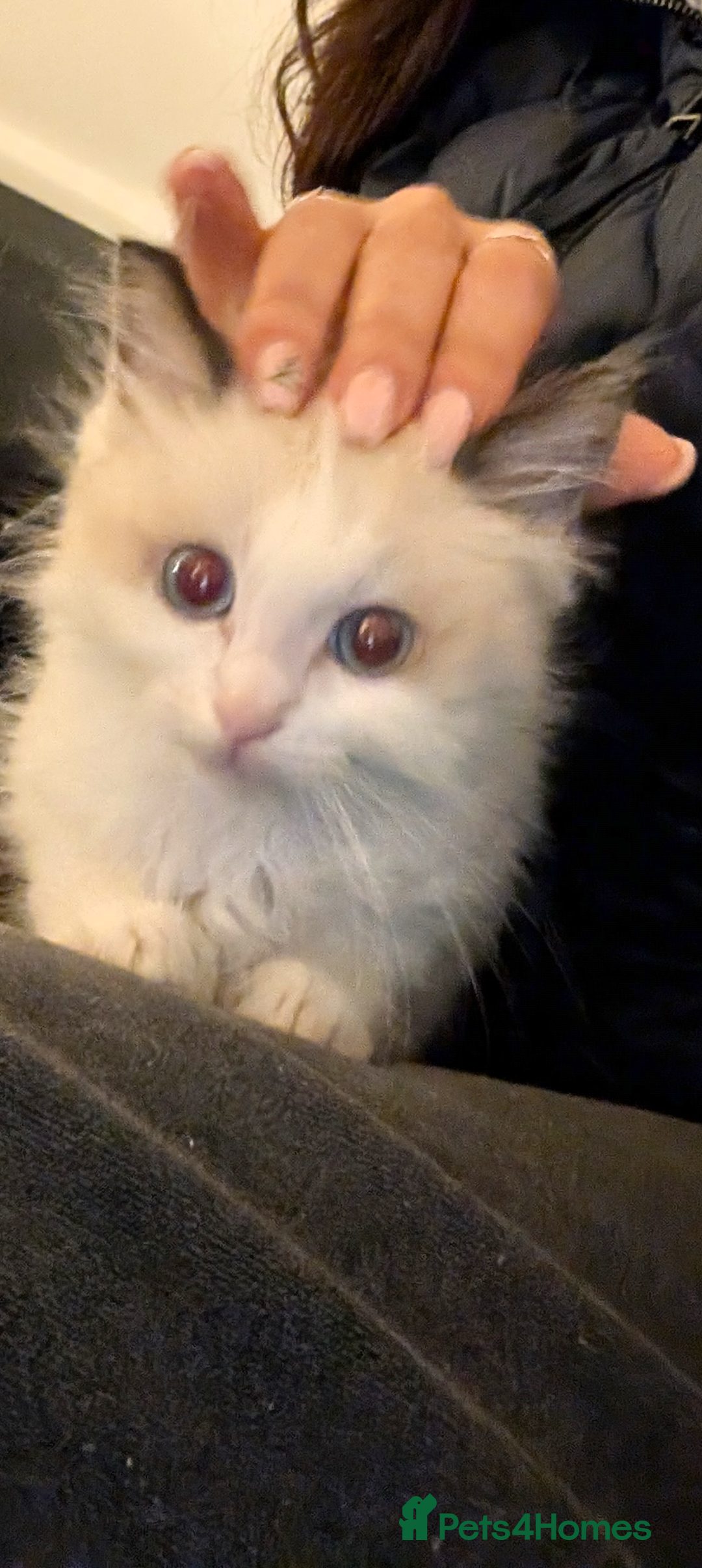 Ragdoll cats for sale: Gorgeous Lucy, a seal bicolour ragdoll kitten  - Advert 7