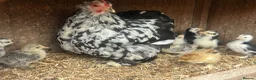 Chickens poultry for sale: Mottled Pekin mum with 7 Pekin chicks for sale  - Advert 3