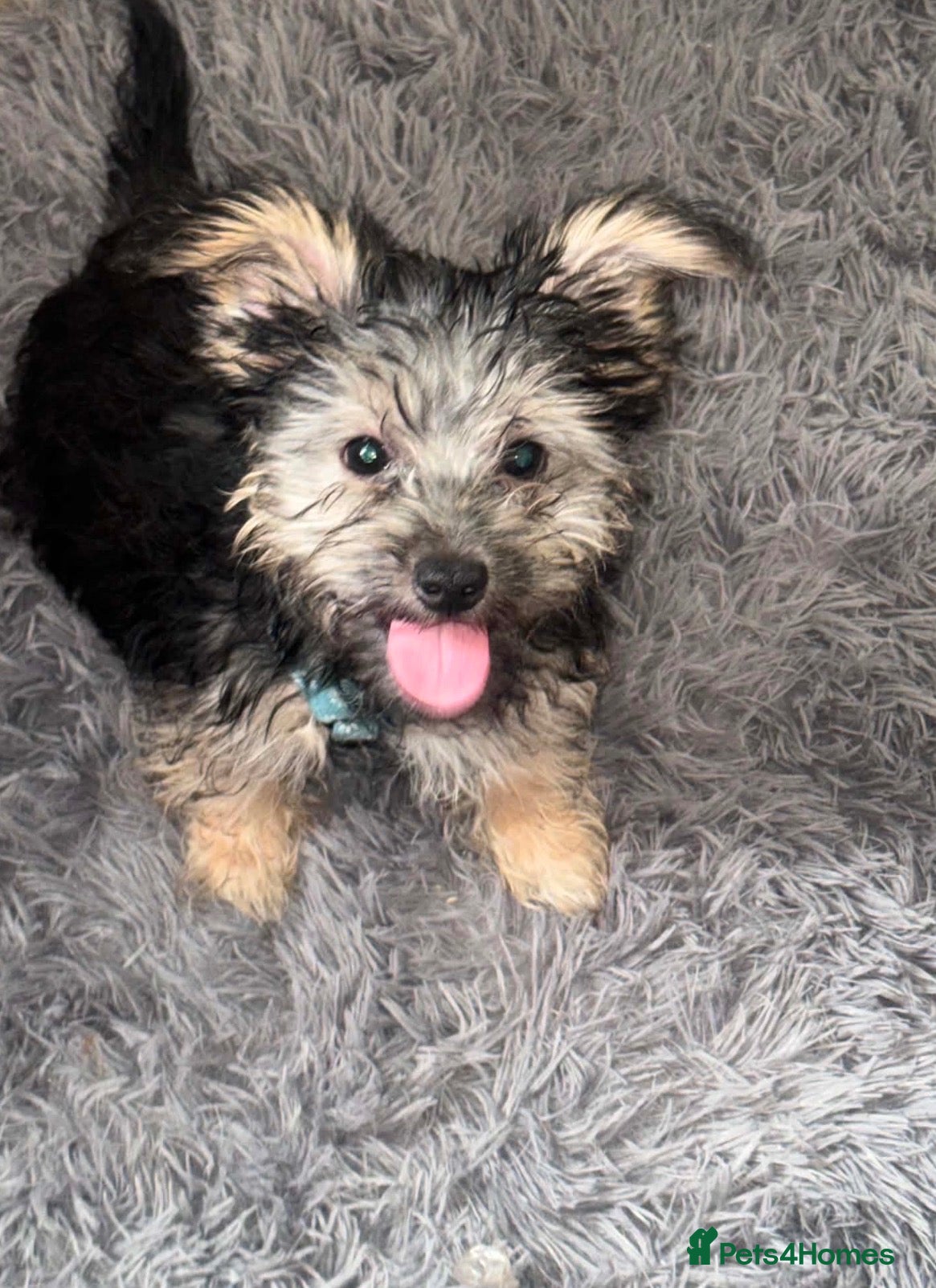Yorkshire Terrier dogs 5 month full breed Yorkshire terrier  - Advert 3