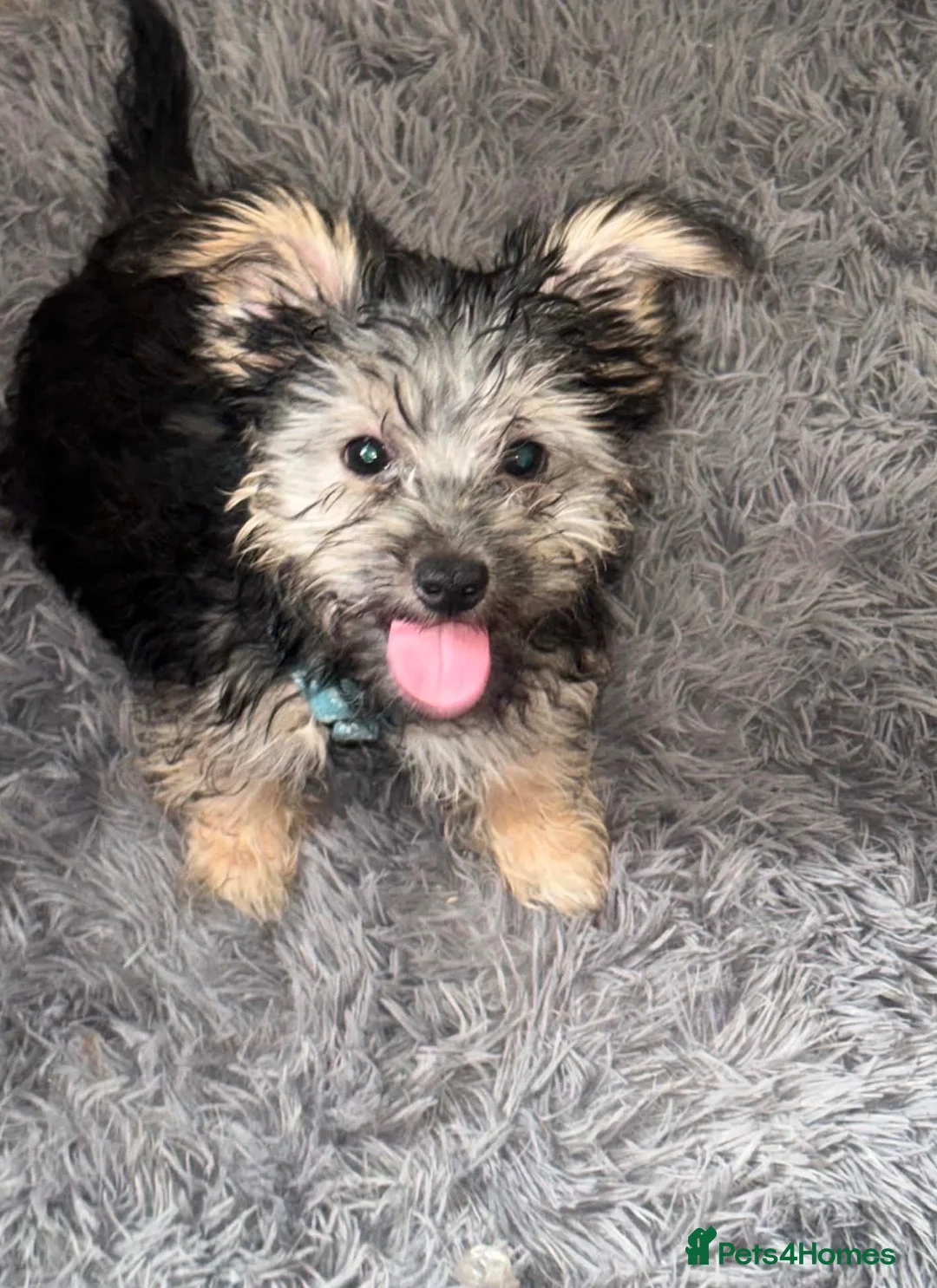 Yorkshire Terrier dogs for sale: 5 month full breed Yorkshire terrier  - Advert 1
