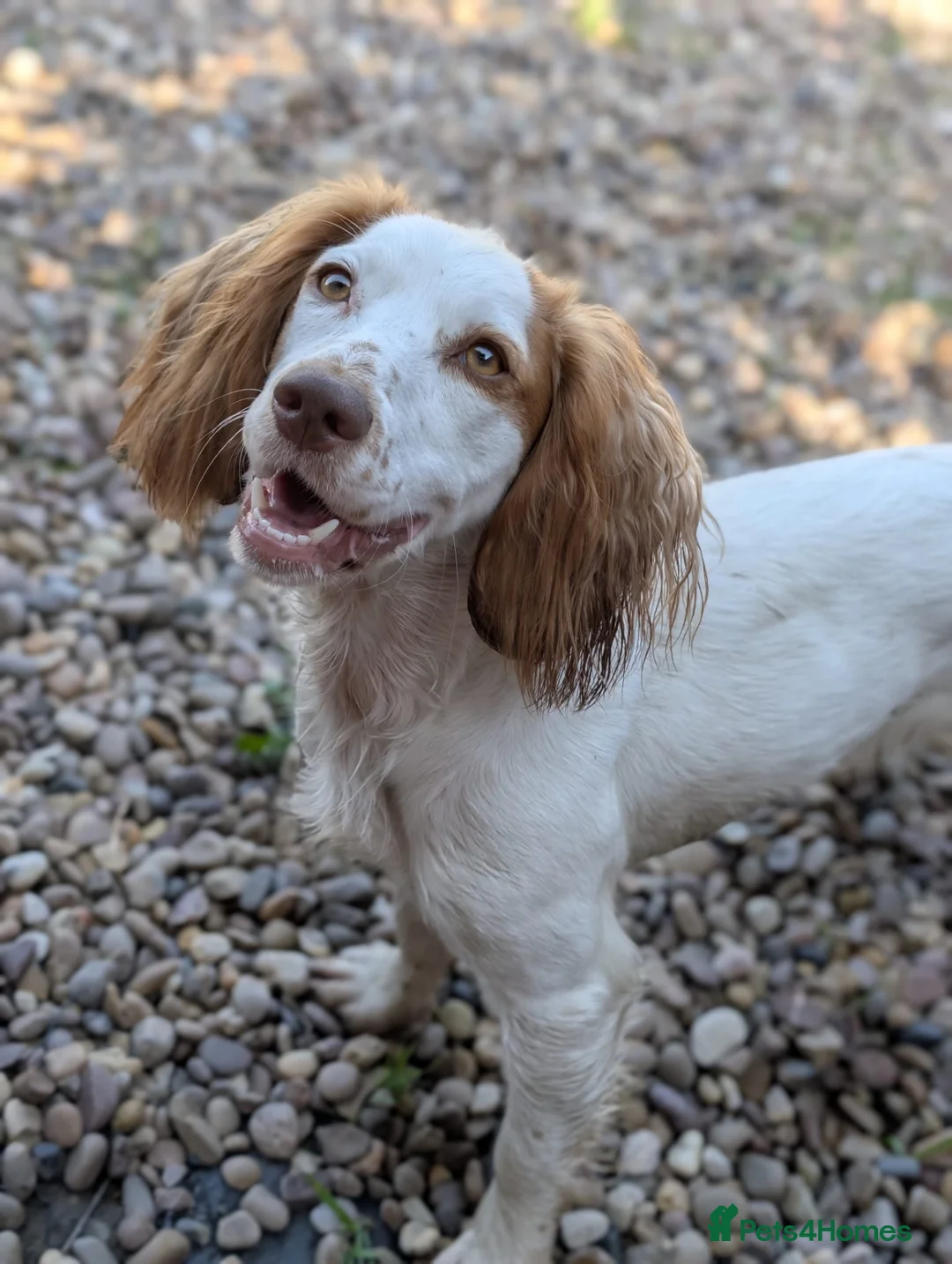 Cocker Spaniel dogs for sale: Four Pure-Bred Cocker Spaniel Puppies Available in Nottingham - Advert 1
