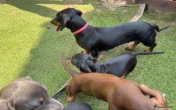 Mixed Breed dogs for sale: Jackshund Jack Russell Daschund X Puppies  - Image 5