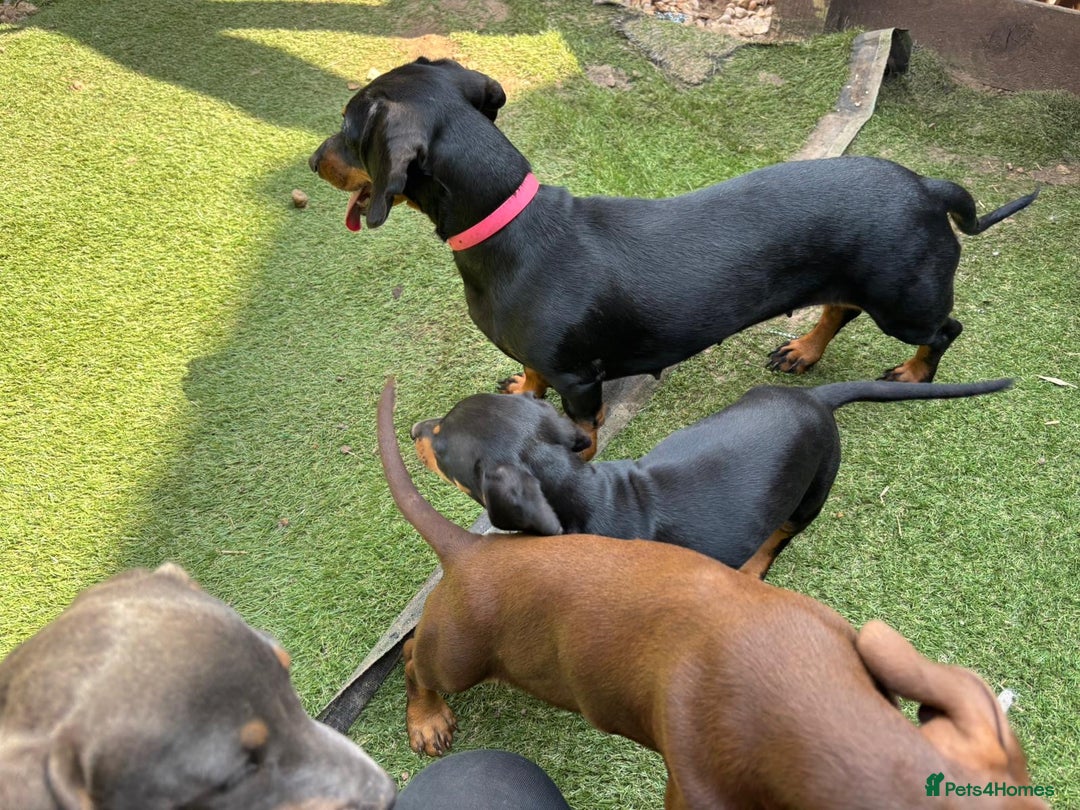 Mixed Breed dogs for sale: Jackshund Jack Russell Daschund X Puppies  - Image 5